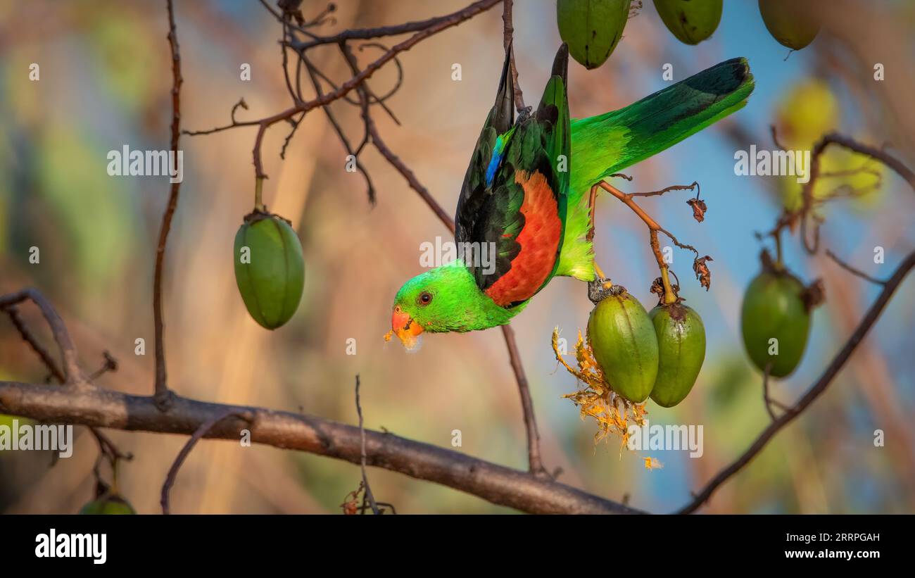 A male Red-Winged Parrot feeds on a Kapok seed pod. Northern Territory, Australia. Stock Photo