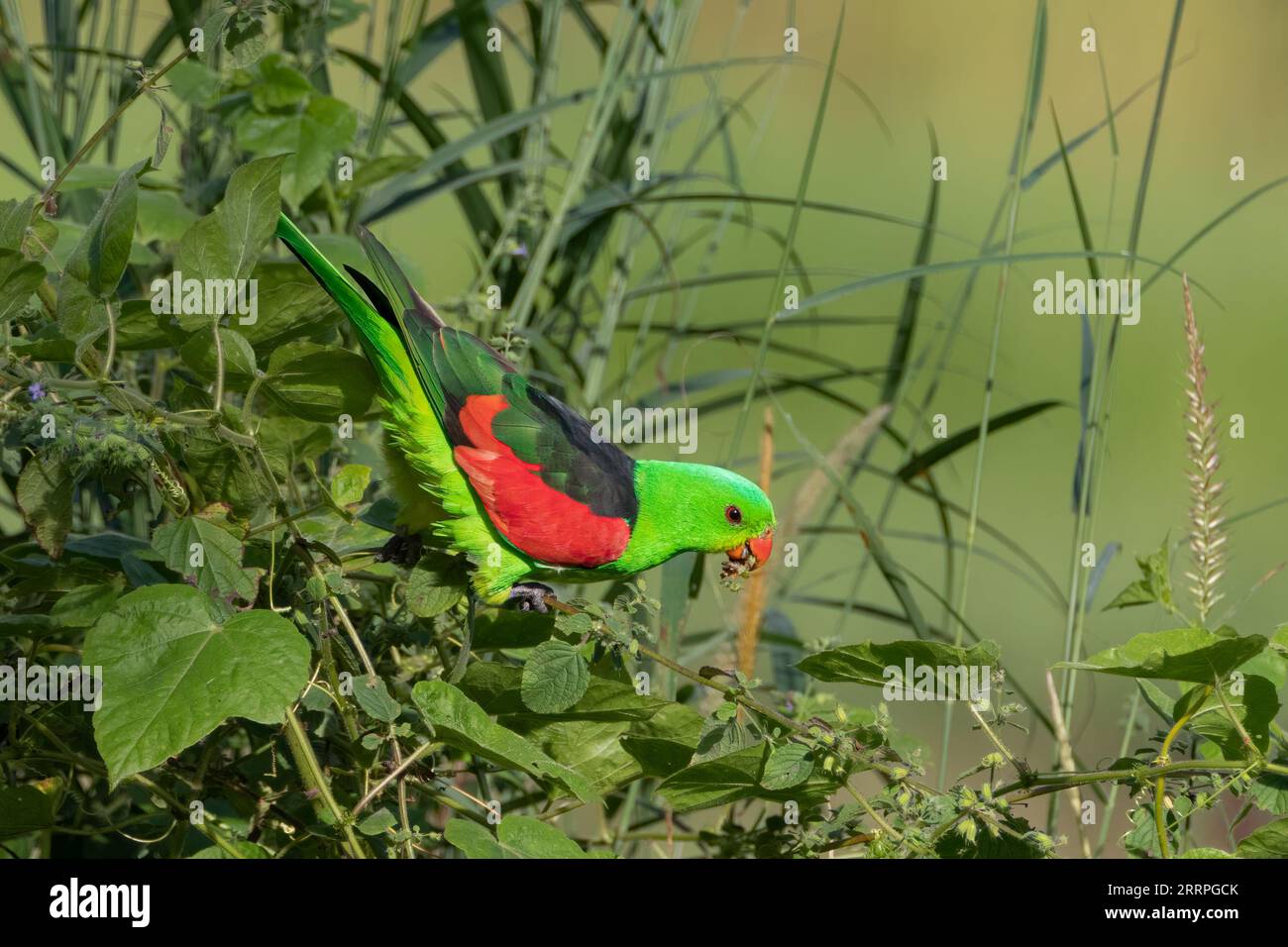 A vibrant male Red-Winged Parrot feeds on native seeds. Northern Territory, Australia. Stock Photo