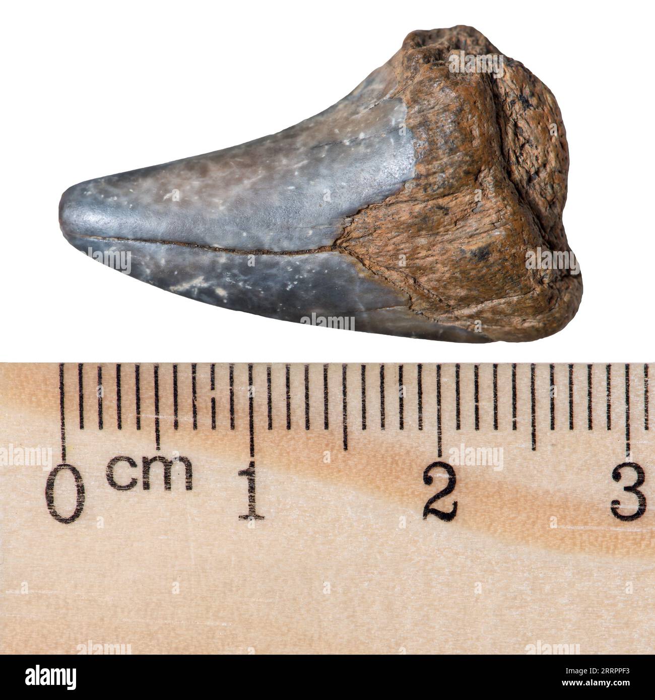 Petrified prehistoric shark tooth. Macro. Tertiary period of the Cenozoic era. Isolated on white Stock Photo