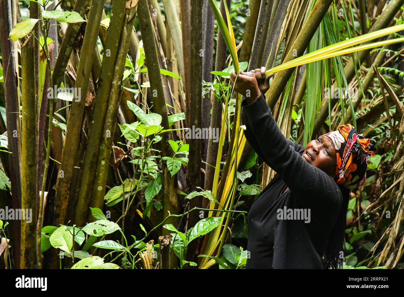 Le Rafia Raffia leaves hi-res stock photography and images - Alamy