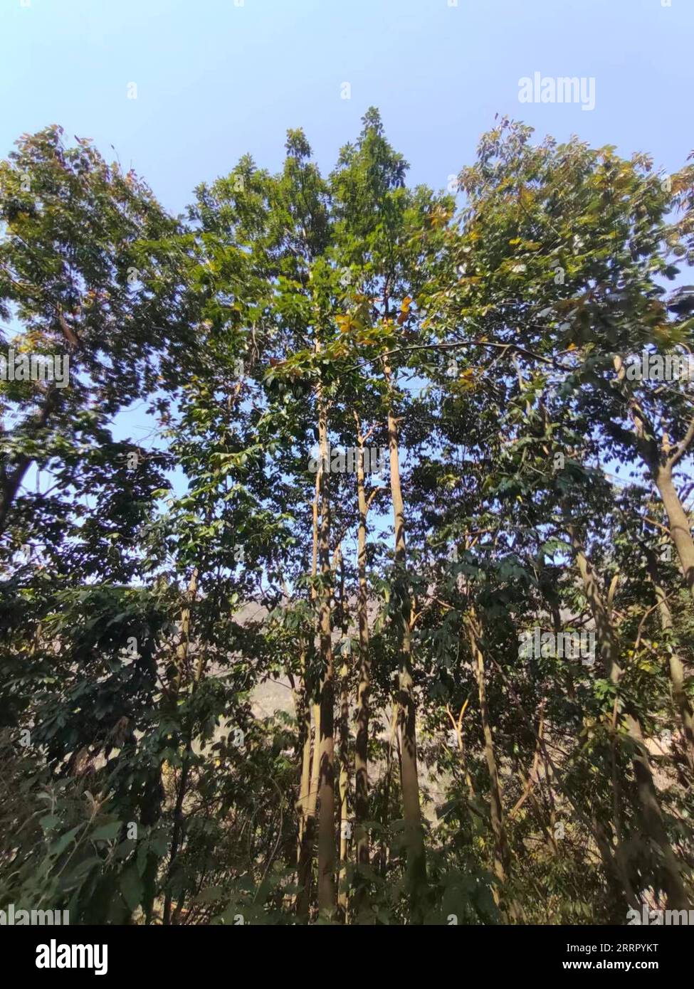 230419 -- GUIYANG, April 19, 2023 -- This undated photo shows the wild Ormosia hosiei trees in the natural forest area of the state-owned forest farm of Nanpanjiang in the Bouyei-Miao Autonomous Prefecture of Qianxinan, southwest China s Guizhou Province. TO GO WITH Nearly 10,000 wild trees of a rare species found in China s Guizhou CHINA-GUIZHOU-WILD ORMOSIA HOSIEI-DISCOVERY CN ZhengxMinghong PUBLICATIONxNOTxINxCHN Stock Photo