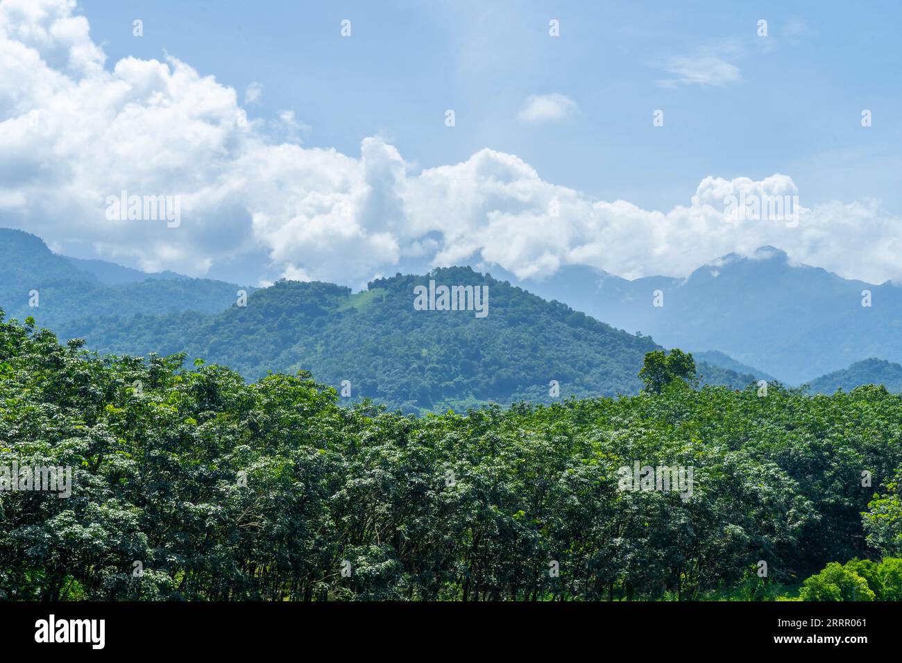 Wayanad Rural Area Wayanad is a rural district in Kerala state, southwest India Stock ...