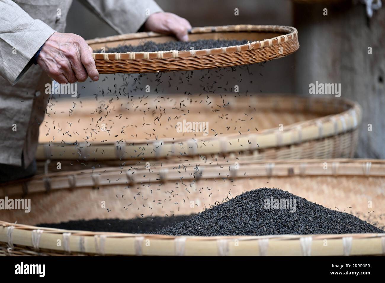 230421 -- HEFEI, April 21, 2023 -- Xie Yongzhong, inheritor of Keemun black tea making skills, processes tea leaves in Qimen County of Huangshan City, east China s Anhui Province, on March 23, 2023. Keemun black tea, which originated in Qimen County of east China s Anhui Province, is one of the most famous Chinese teas featuring an intense aroma. It has a history of more than 100 years. Xie Yongzhong, a 71-year-old inheritor of Keemun black tea making skills, followed his elders to pick tea leaves on the mountains and learned the basic tea-making skills since childhood. I am very interested in Stock Photo