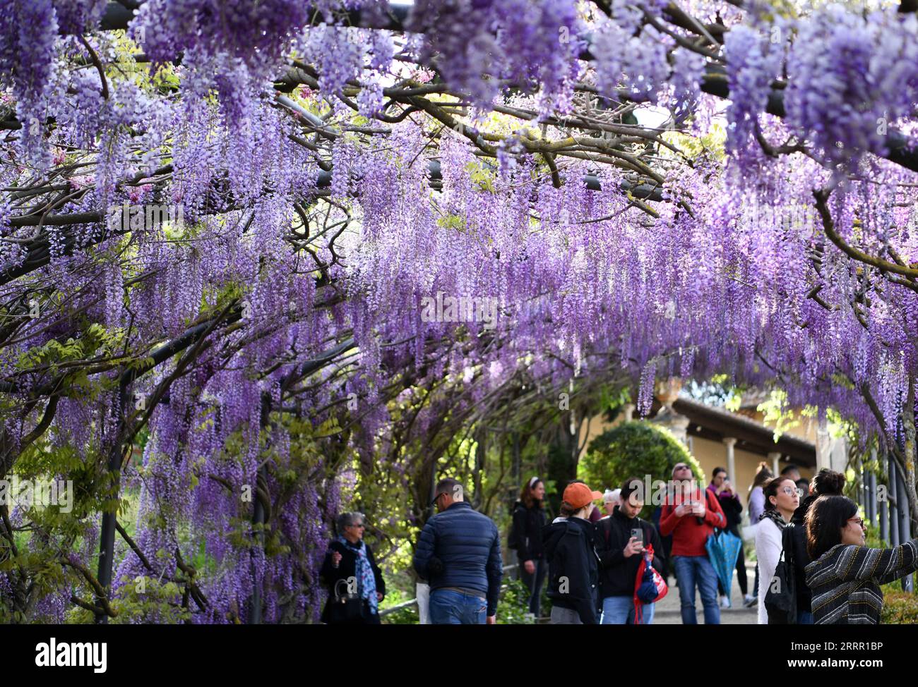 230424 -- FLORENCE ITALY, April 24, 2023 -- People view wisteria flowers at  Villa Bardini in Florence, Italy, on April 24, 2023. ITALY-FLORENCE-WISTERIA-BLOOM  JinxMamengni PUBLICATIONxNOTxINxCHN Stock Photo - Alamy