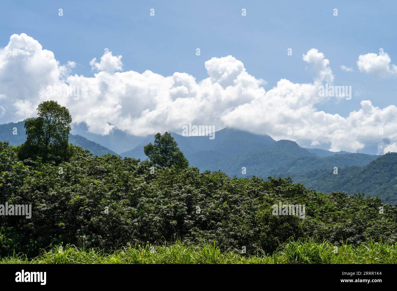 Wayanad Rural Area Wayanad scenic view hi-res stock photography and images - Alamy