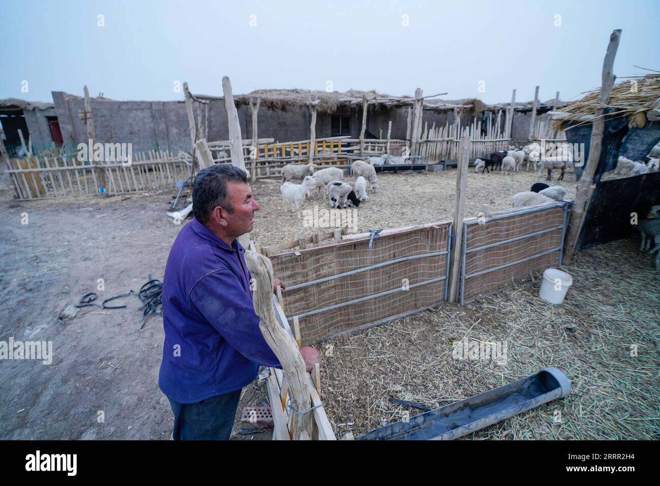 230427 -- YULI, April 27, 2023 -- Arkin Reyim cares for his sheep after completing his farm work in the Bax Mali Village of Yuli County, northwest China s Xinjiang Uygur Autonomous Region, April 21, 2023. Arkin Reyim is a 51-year-old cotton farmer with more than 300 mu 20 hectares of cotton fields in the Bax Mali Village of Yuli County in Xinjiang. Arkin s courage and unique vision has prompted him to start growing cotton in 2004 when he got married with his wife Hasiyat Kasim. Since then, Arkin has devoted himself into the cultivation of cotton for over 10 years, thus making him an experience Stock Photo