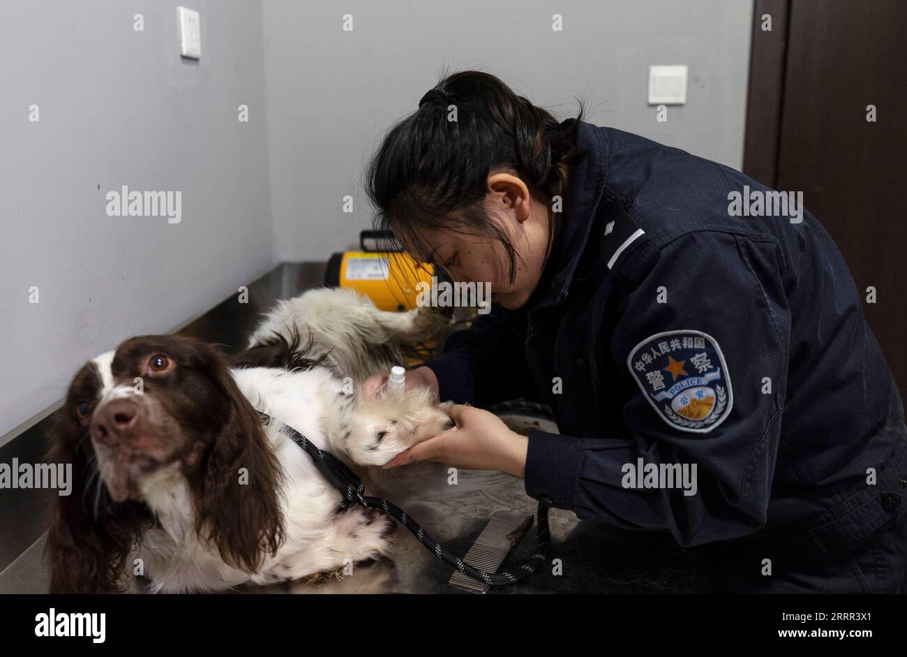 230501 -- ALATAW PASS, May 1, 2023 -- Liu Xin applies medicine to the wound of police dog Kang Xin at Alataw Pass, northwest China s Xinjiang Uygur Autonomous Region, April 3, 2023. Alataw Pass is a major land port at the China-Kazakhstan border in northwest China s Xinjiang Uygur Autonomous Region. Cui Hongwu, an official with the border inspection station at the port, has been working for over 10 years. Here he met his wife Liu Xin, who is his colleague and works as a police dog handler. In recent years, the Alataw Pass has seen a growing number and accelerating frequency of inbound and outb Stock Photo