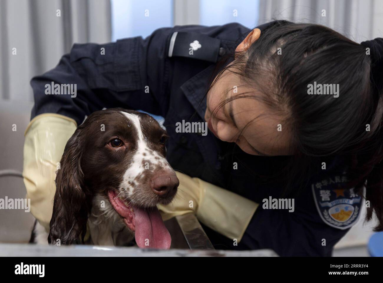 230501 -- ALATAW PASS, May 1, 2023 -- Liu Xin washes police dog Kang Xin at Alataw Pass, northwest China s Xinjiang Uygur Autonomous Region, April 3, 2023. Alataw Pass is a major land port at the China-Kazakhstan border in northwest China s Xinjiang Uygur Autonomous Region. Cui Hongwu, an official with the border inspection station at the port, has been working for over 10 years. Here he met his wife Liu Xin, who is his colleague and works as a police dog handler. In recent years, the Alataw Pass has seen a growing number and accelerating frequency of inbound and outbound train trips, which me Stock Photo