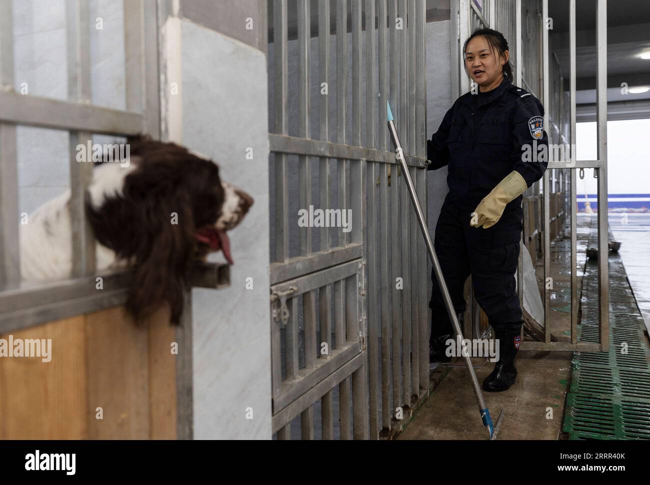 230501 -- ALATAW PASS, May 1, 2023 -- Liu Xin cleans the kennel for police dog Kang Xin at Alataw Pass, northwest China s Xinjiang Uygur Autonomous Region, April 3, 2023. Alataw Pass is a major land port at the China-Kazakhstan border in northwest China s Xinjiang Uygur Autonomous Region. Cui Hongwu, an official with the border inspection station at the port, has been working for over 10 years. Here he met his wife Liu Xin, who is his colleague and works as a police dog handler. In recent years, the Alataw Pass has seen a growing number and accelerating frequency of inbound and outbound train Stock Photo