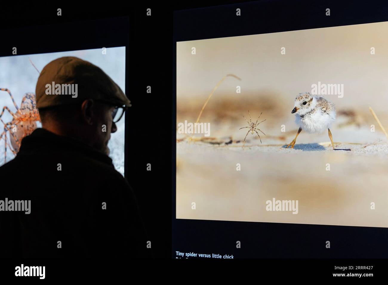 230501 -- SYDNEY, May 1, 2023 -- A visitor looks at a photo at the Wildlife Photographer of the Year exhibition in Sydney, Australia, on May 1, 2023. A nature-themed photo exhibition is ongoing at the Australian National Maritime Museum, which focuses on the beauty and fragility of the natural world and calls for concerted efforts to protect wildlife. TO GO WITH Photo exhibition in Australia s Sydney zooms in on wildlife conservation Photo by /Xinhua AUSTRALIA-SYDNEY-WILDLIFE PHOTOGRAPHY EXHIBITION WangxQi PUBLICATIONxNOTxINxCHN Stock Photo