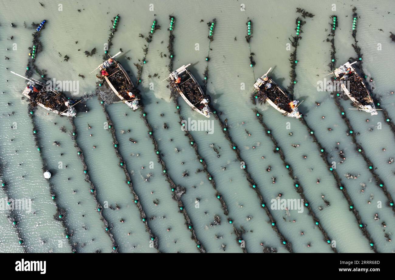 230508 -- WEIHAI, May 8, 2023 -- This aerial photo shows fishermen harvesting kelp in Rongcheng, east China s Shandong Province, May 8, 2023. Photo by /Xinhua CHINA-SHANDONG-RONGCHENG-KELP-HARVEST CN LixXinjun PUBLICATIONxNOTxINxCHN Stock Photo