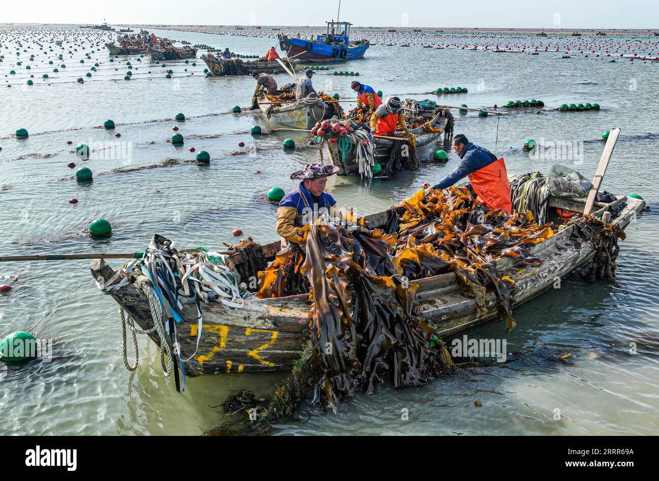 230508 -- WEIHAI, May 8, 2023 -- This aerial photo shows fishermen harvesting kelp in Rongcheng, east China s Shandong Province, May 8, 2023. Photo by /Xinhua CHINA-SHANDONG-RONGCHENG-KELP-HARVEST CN LixXinjun PUBLICATIONxNOTxINxCHN Stock Photo