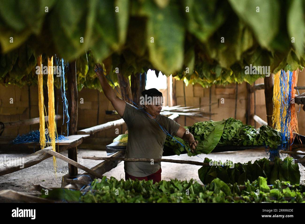 danli honduras tobacco 230509 -- DANLI, May 9, 2023 -- A worker dries harvested tobacco leaves for  cigars at a plantation in Danli, Honduras, May 8, 2023. Honduras is one of  the leading cigar-making countries