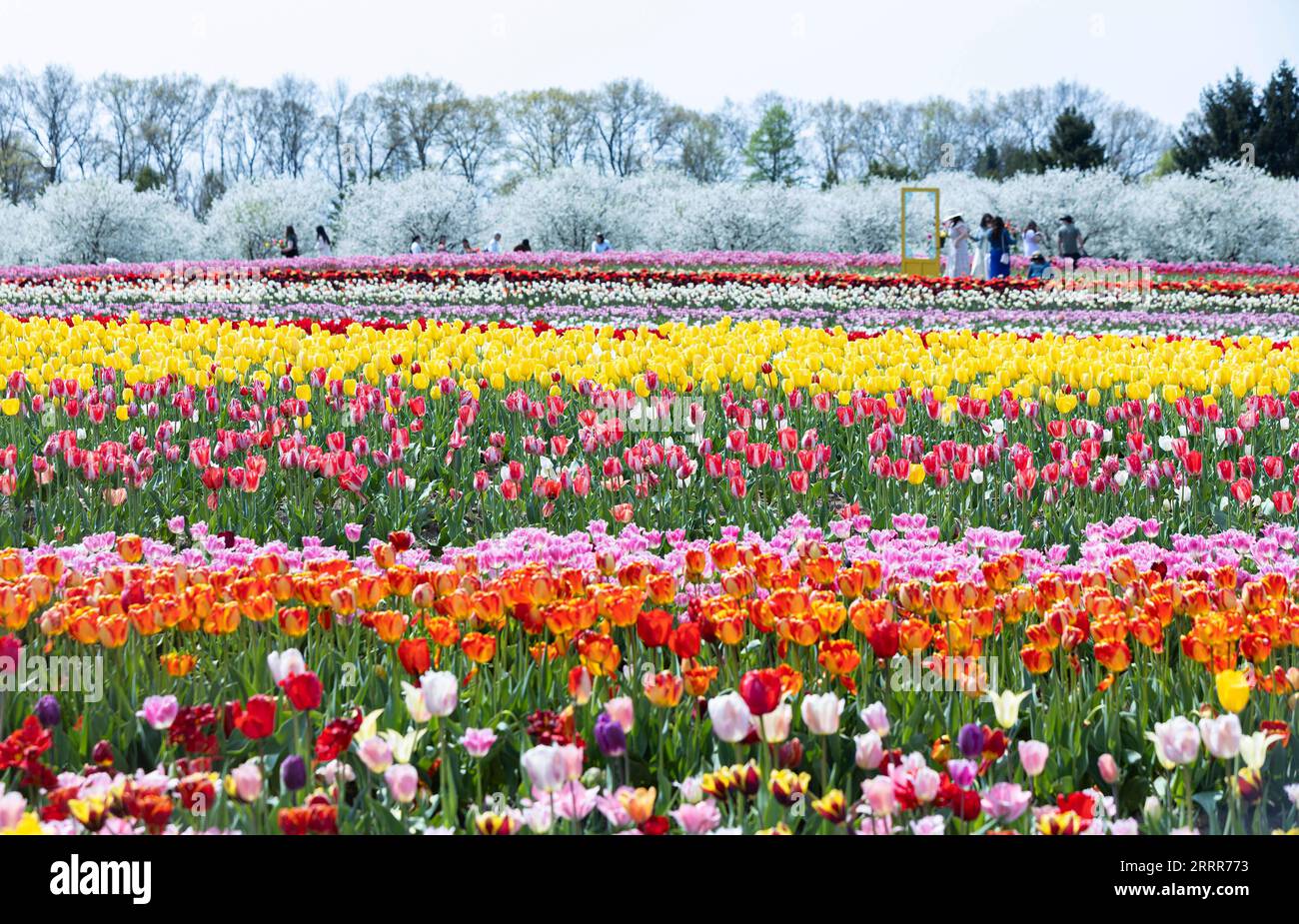 230510 FENWICK CANADA, May 10, 2023 A field of tulips are seen at