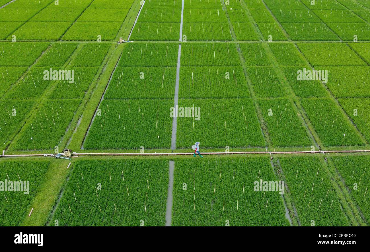 230522 -- MANILA, May 22, 2023 -- This aerial photo taken on May 16, 2023 shows a farmer walking in a rice field at the International Rice Research Institute IRRI in Laguna Province, the Philippines. TO GO WITH Feature: Legacy of Chinese Father of Hybrid Rice continues amid food security concerns  PHILIPPINES-MANILA-HYBRID RICE ROUELLExUMALI PUBLICATIONxNOTxINxCHN Stock Photo