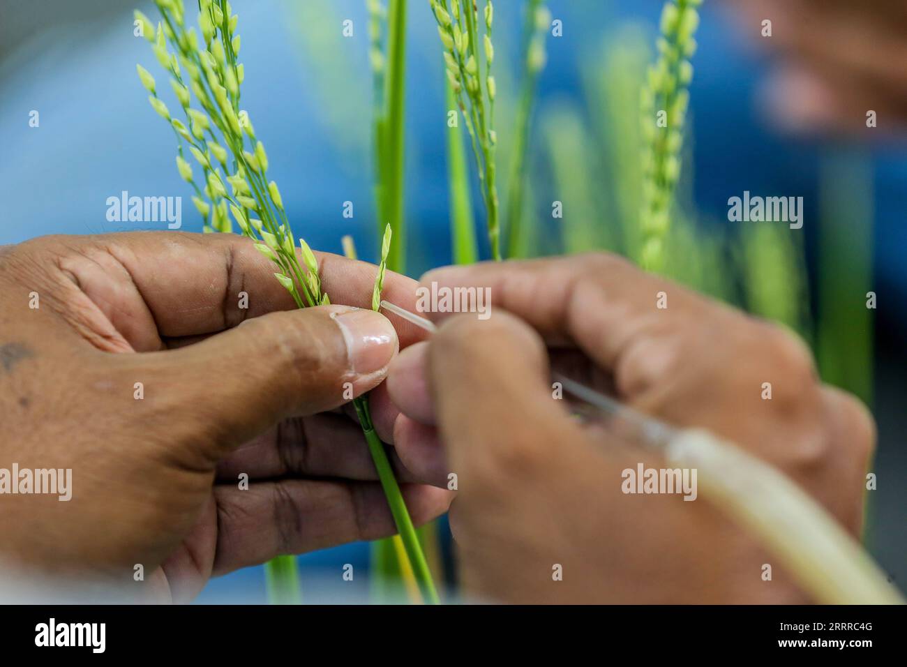 230522-manila-may-22-2023-a-farmer-crossbreeds-rice-stalks-at