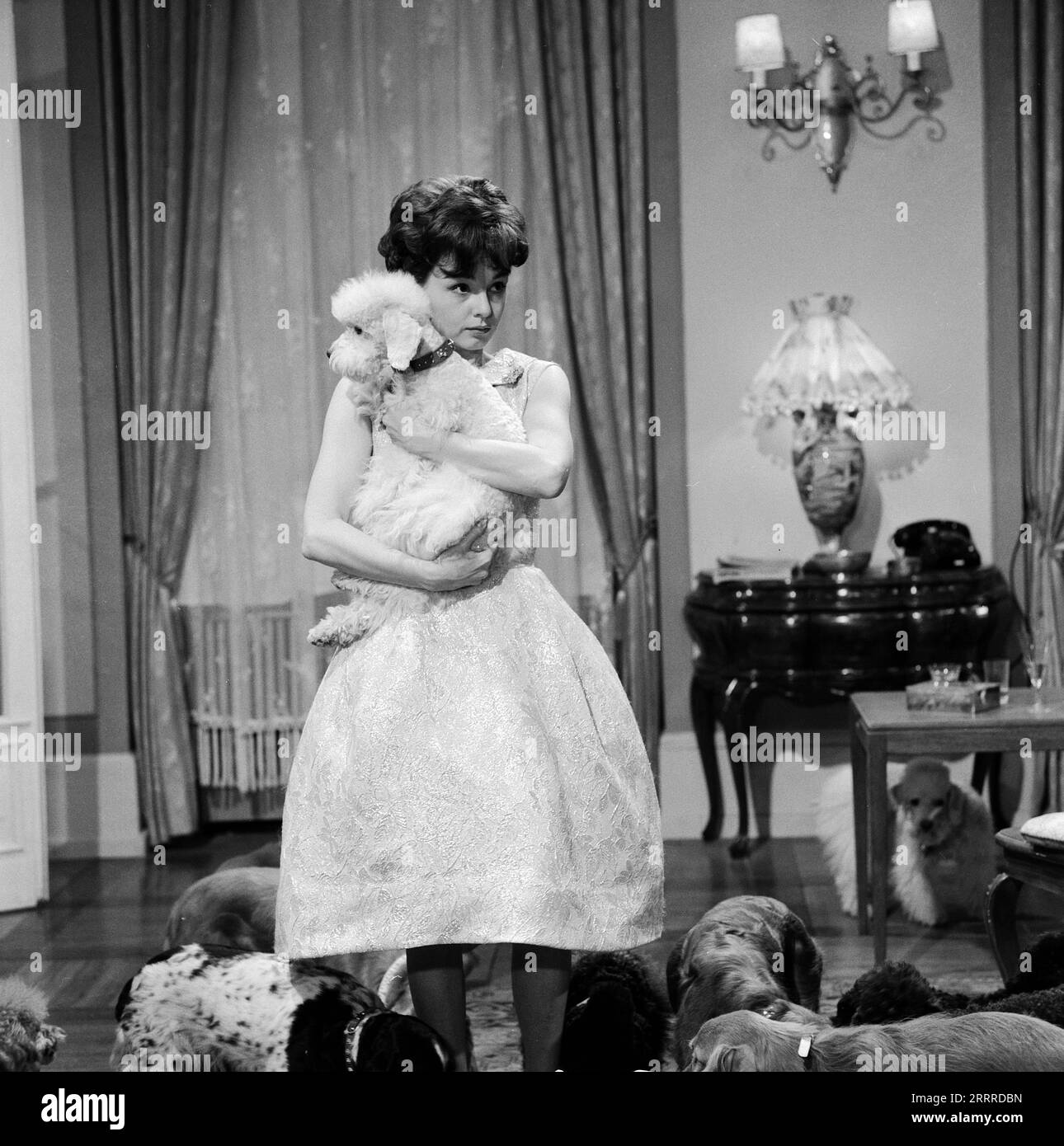 Sturm im Wasserglas, Spielfilm nach dem Bühnenstück von Bruno Frank, Deutschland 1960, Regie: Josef von Baky, Darsteller: Ingrid Andree und Hunde. Stock Photo