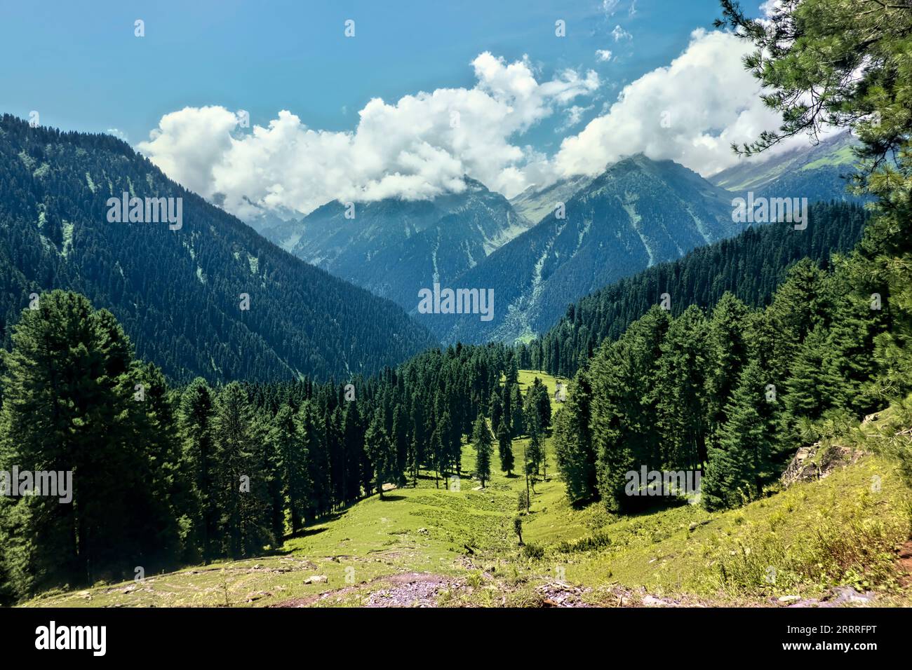 Forest Views In The Beautiful Aru Valley Pahalgam Kashmir India 
