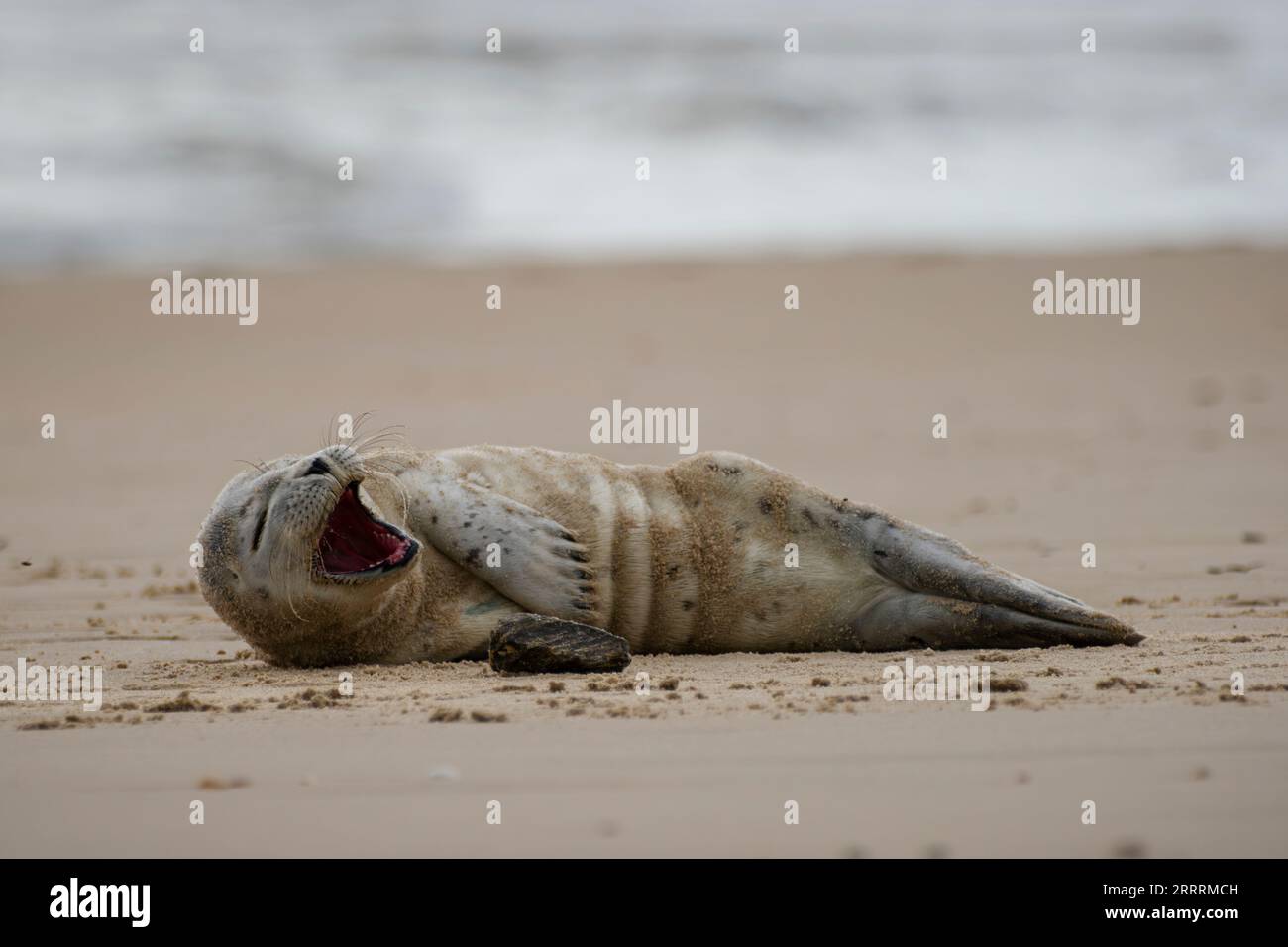 An adorable small grey seal lying peacefully on a sandy beach Stock ...