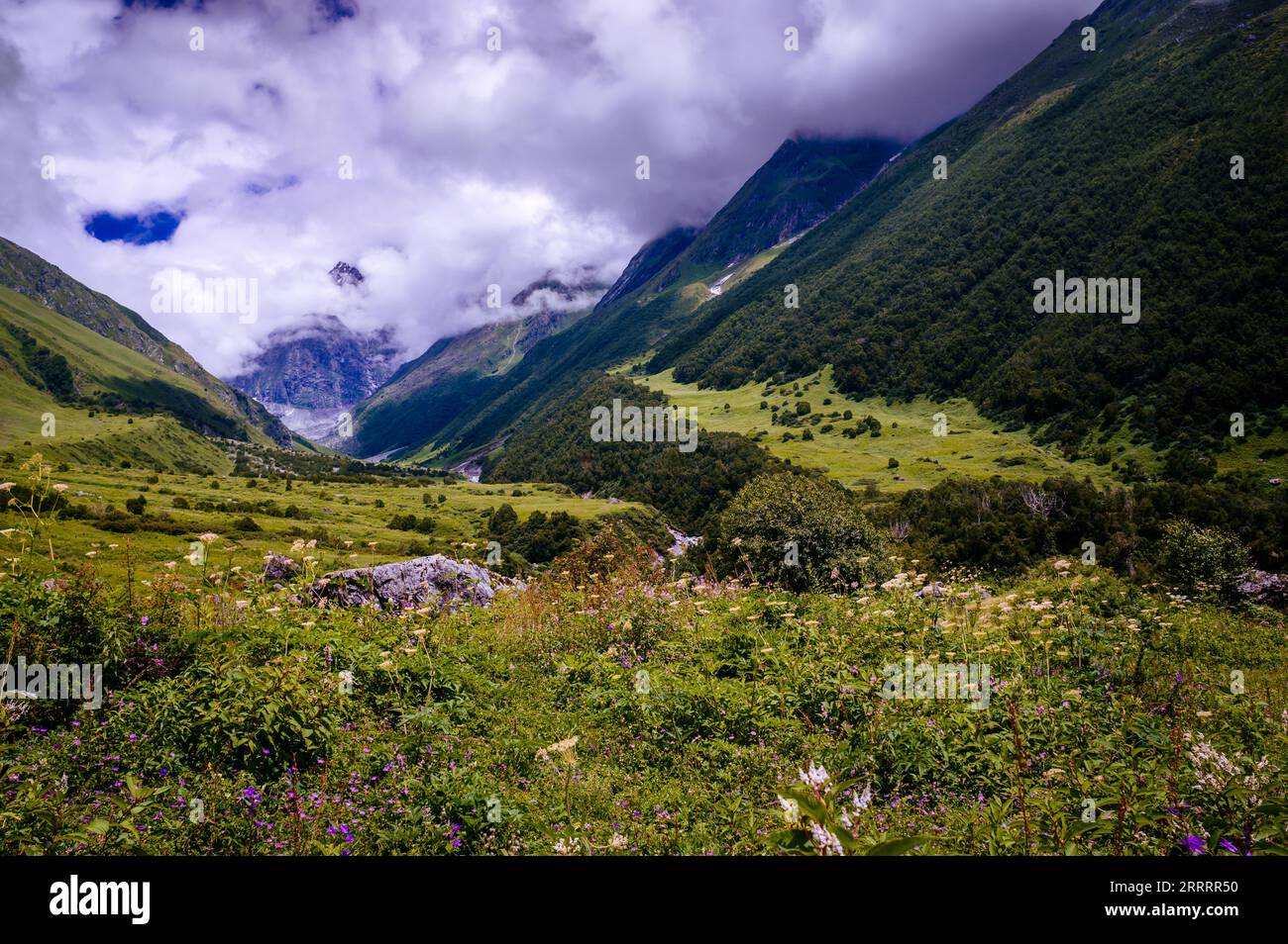 Meadow in the mountains. With a stunning backdrop of the mighty Himalayan ranges, scenic Valley of Flowers National Park, and a UNESCO World Heritage Stock Photo