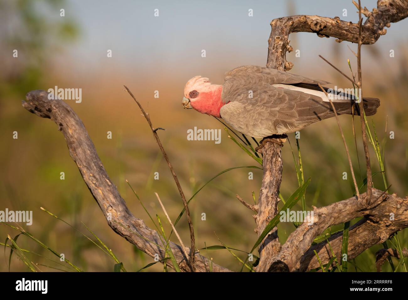 A female Galah sits perched on a dead branch. Northern Territory, Australia. Stock Photo