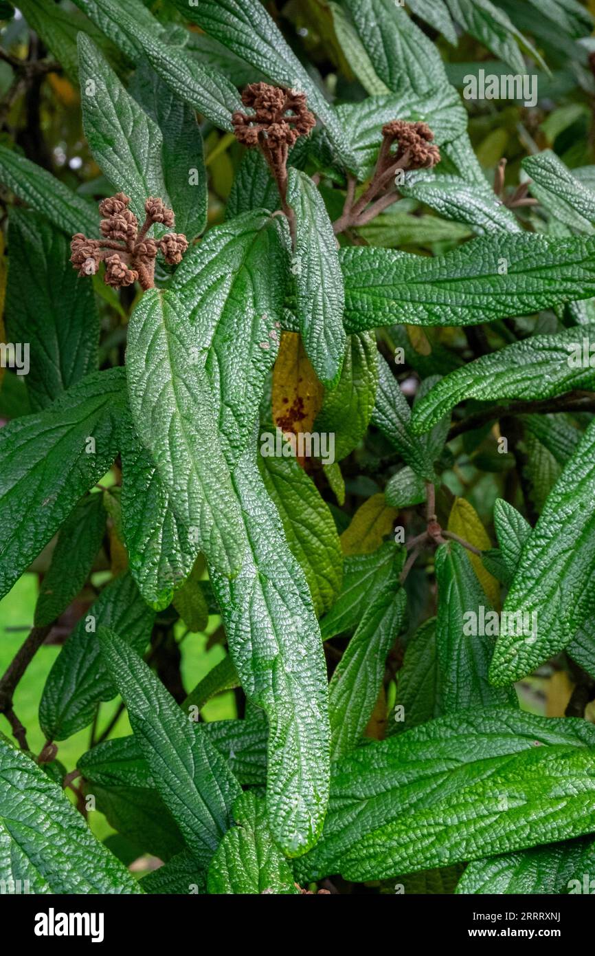 Viburnum rhytidophyllum, an evergreen shrub commonly called leatherleaf