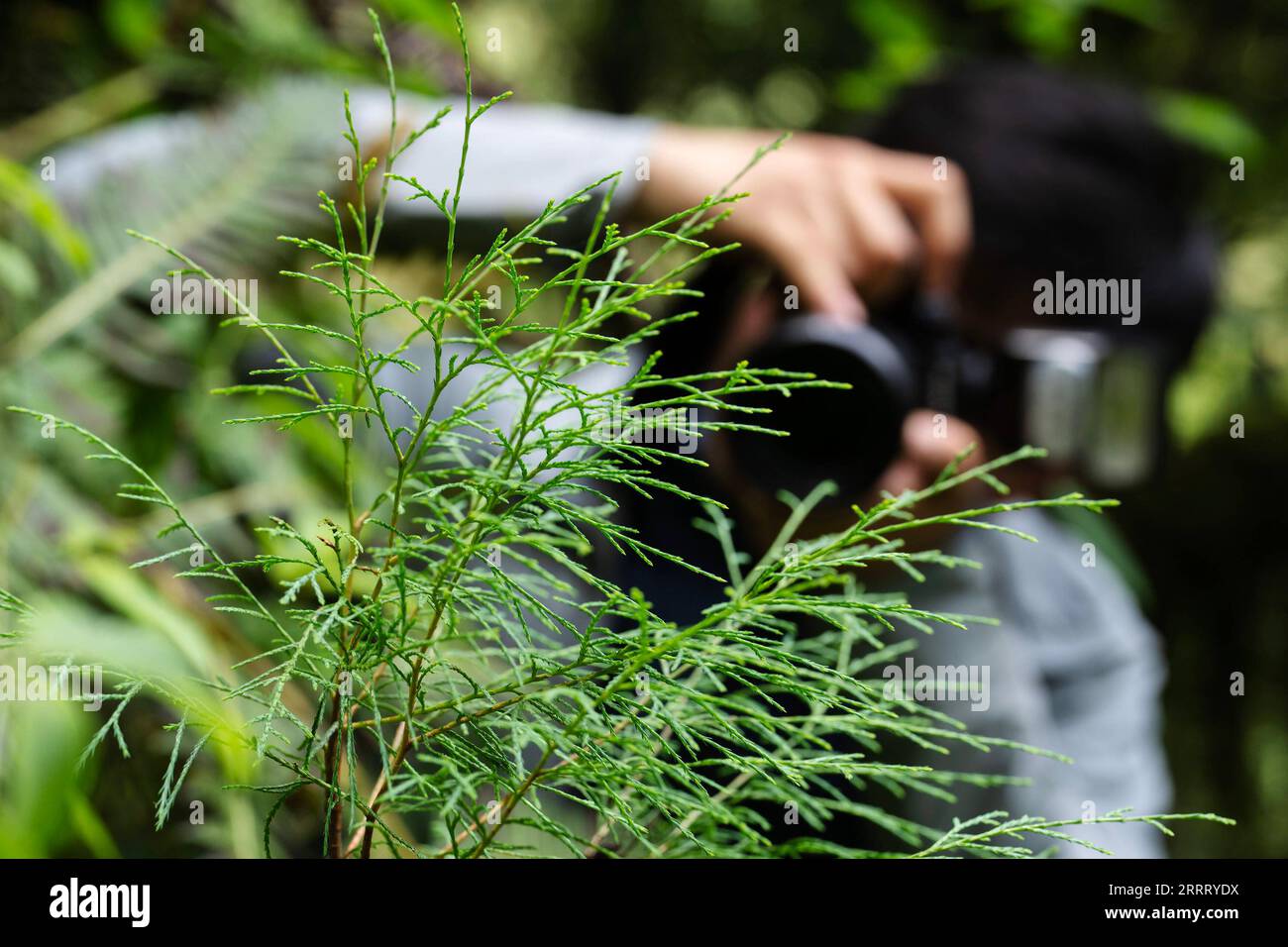 230618 -- NYINGCHI, June 18, 2023 -- Wang Zi takes pictures of a Cupressus torulosa sapling at the national nature reserve of the Yarlung Zangbo Grand Canyon in Bome County, Nyingchi City, southwest China s Tibet Autonomous Region, June 15, 2023. The record of the tallest tree in the Chinese mainland has been refreshed several times in the past year or so. Last year in April, a research team led by Peking University found a 76.8-meter tree in Medog County in southwest China s Tibet Autonomous Region, marking China s tallest tree at the time. The record was broken a month later when an 83.2-met Stock Photo