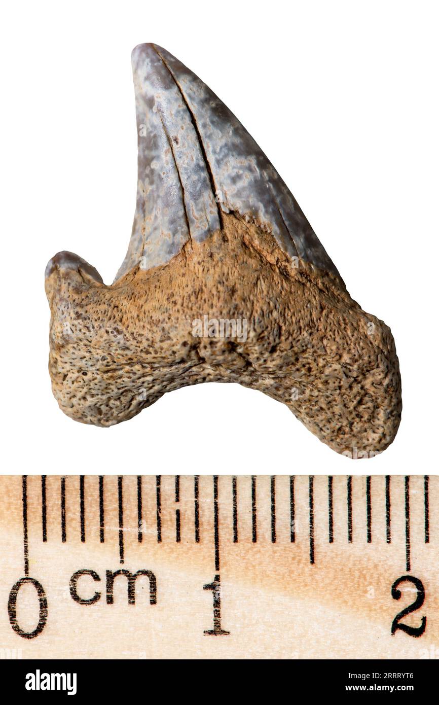 Petrified prehistoric shark tooth. Macro. Tertiary period of the