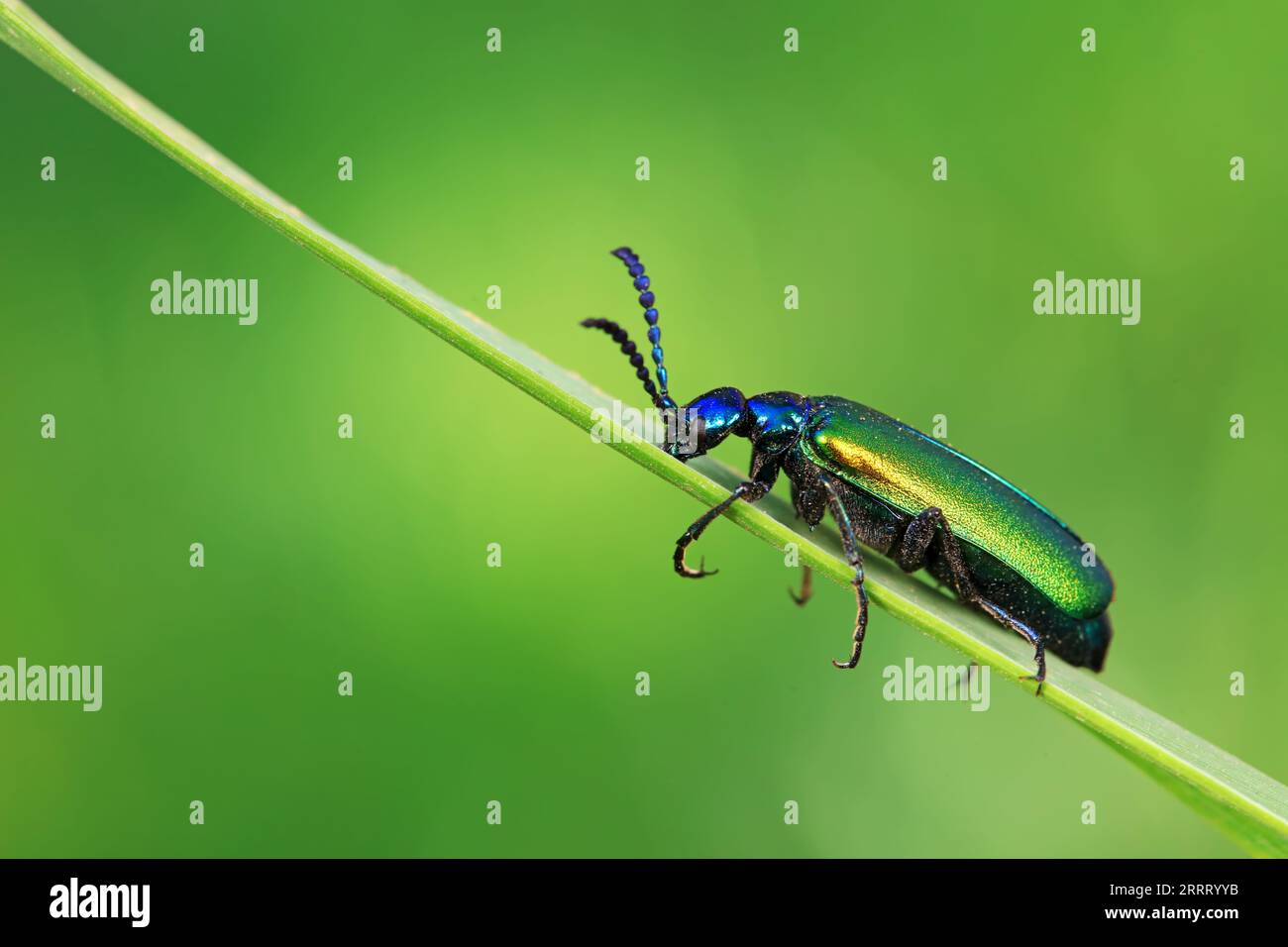 Coleoptera insect -- green Daphne genkwa, North China Stock Photo - Alamy
