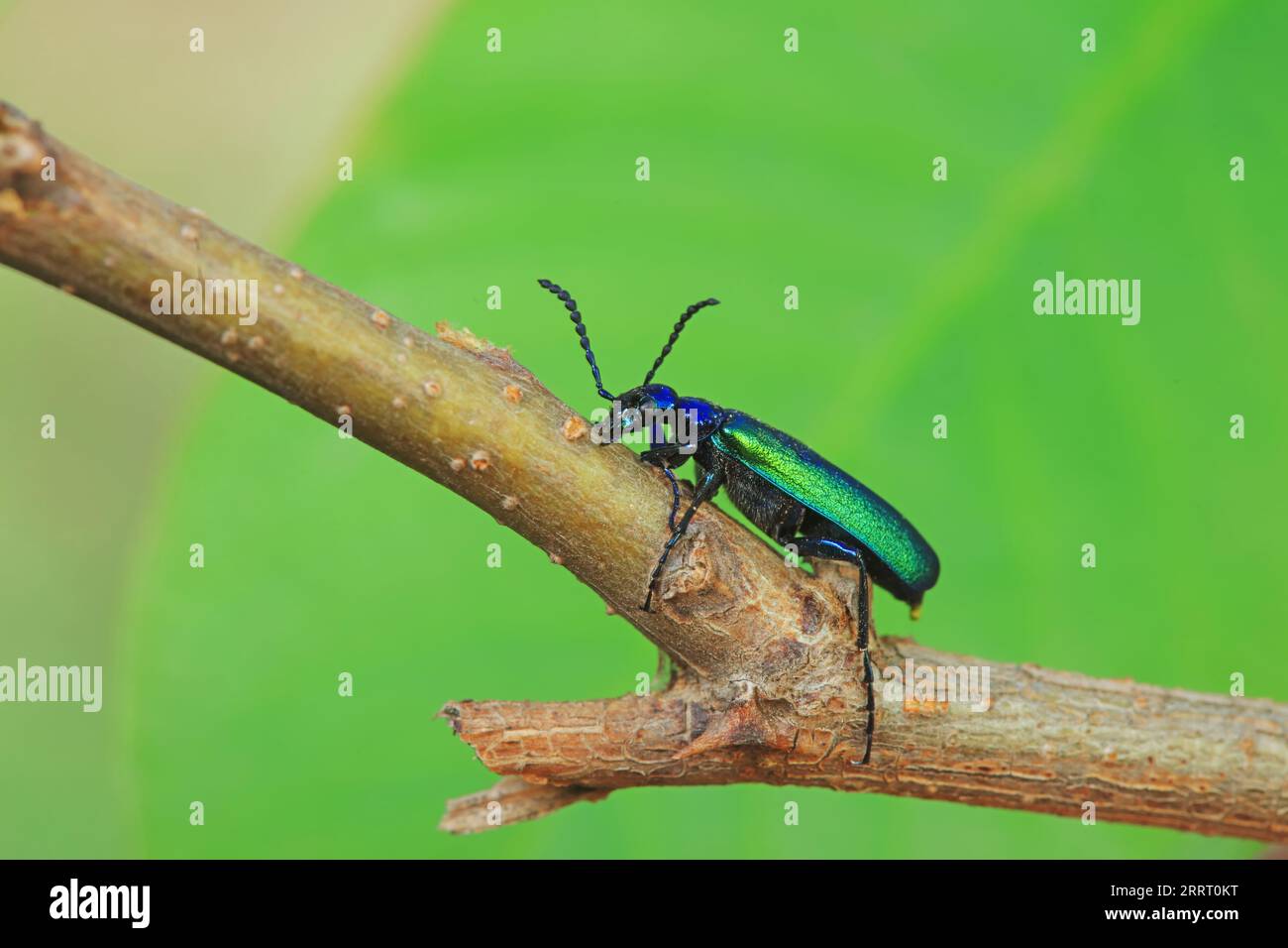Genkwa hi-res stock photography and images - Alamy