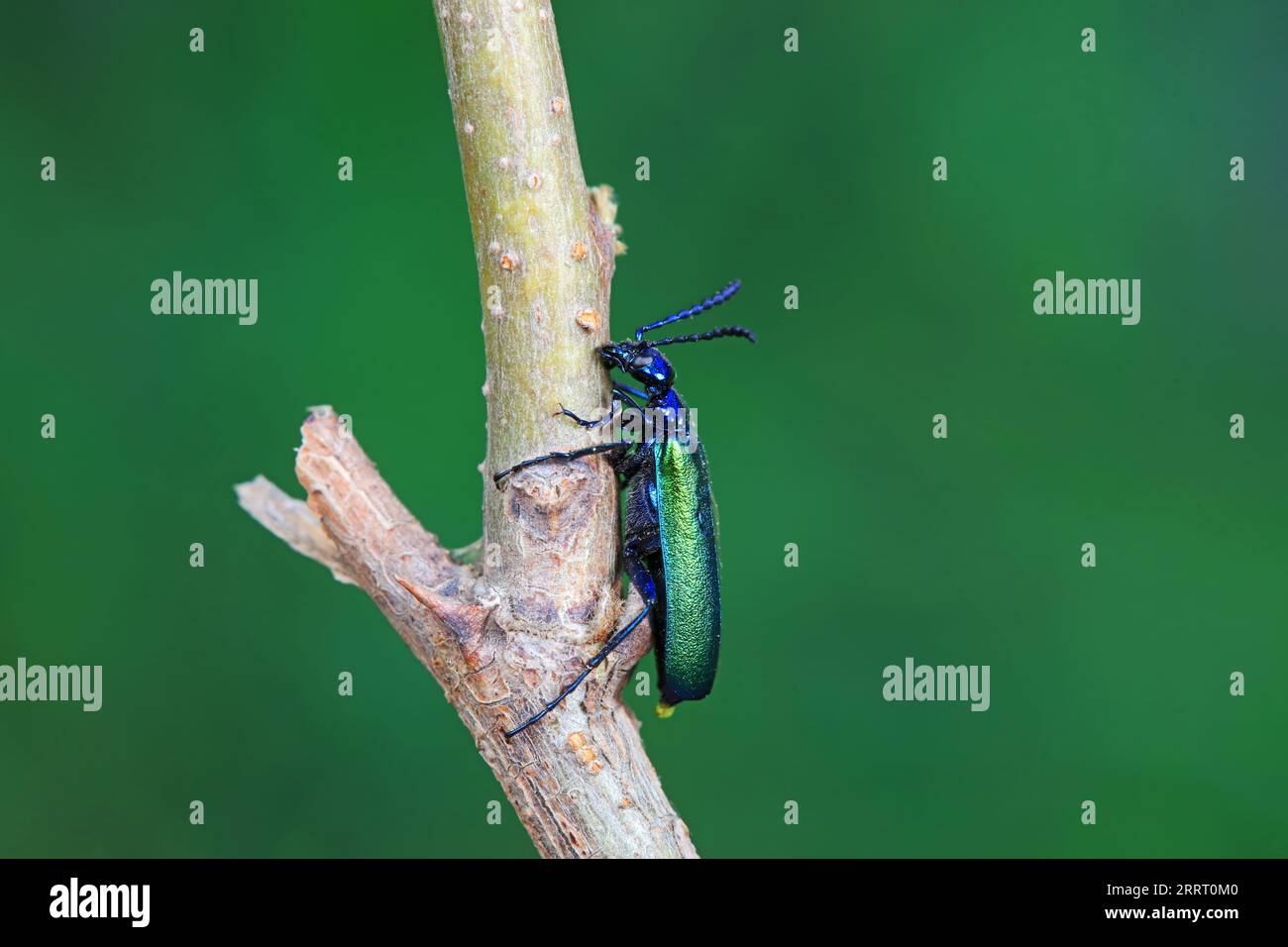 Coleoptera insect -- green Daphne genkwa, North China Stock Photo - Alamy