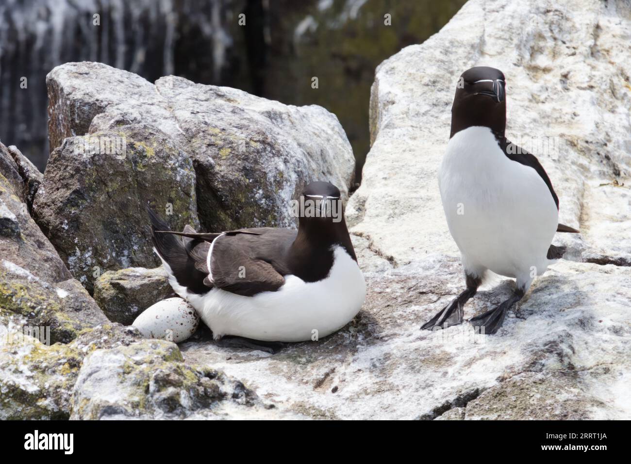 Nurturing Moments: Razorbill Couple with Female Guarding an Egg - Isle ...