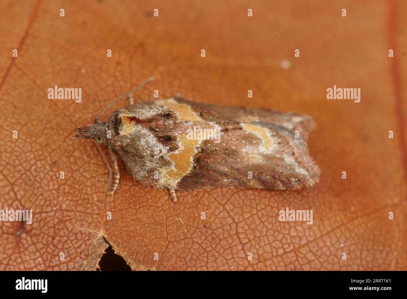 Natural closeup of the small Sallow Button moth, Acleris hastiana on a piece of wood Stock Photo