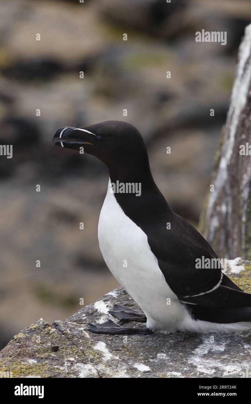 Theatre birds on wing hi-res stock photography and images - Alamy