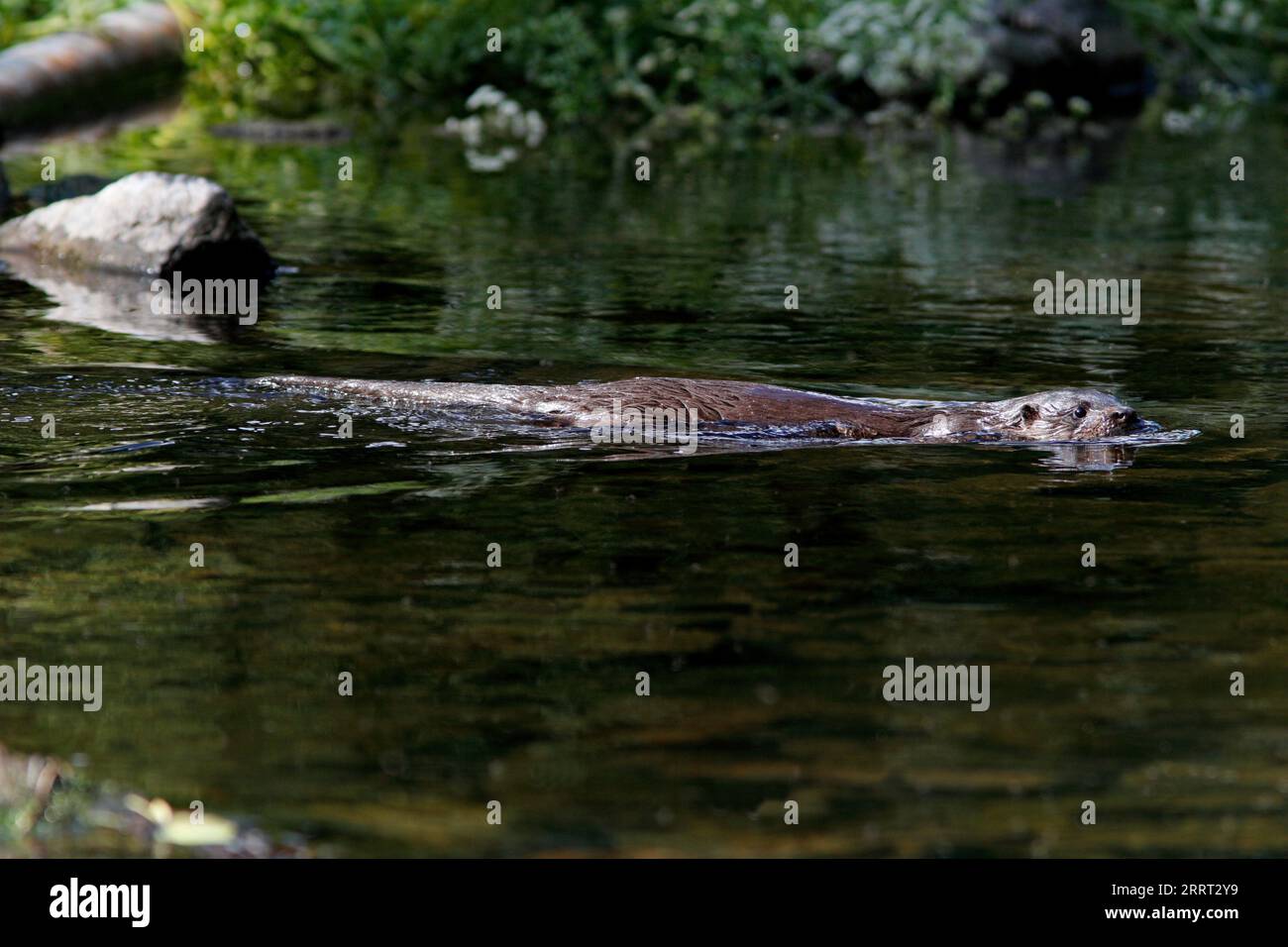 OTTER swimming in a river, UK. Stock Photo