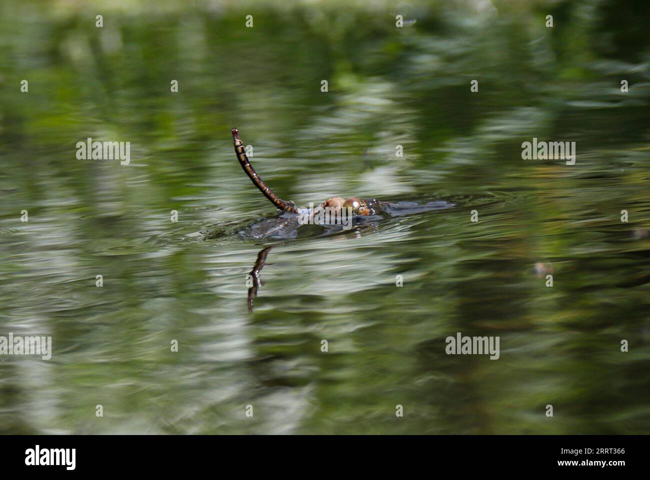 DRAGONFLY trapped in surface water, UK. Stock Photo