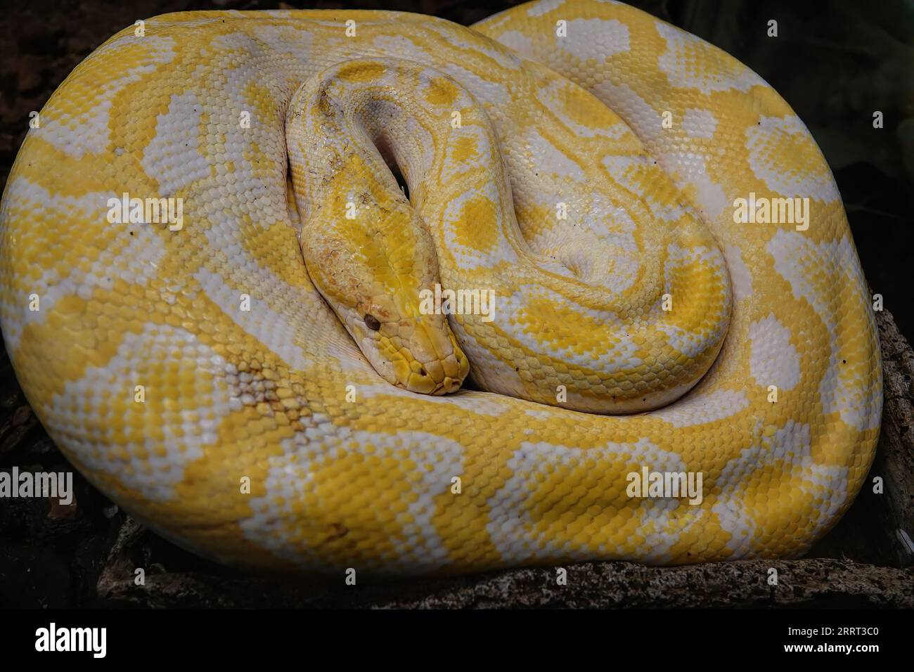 Closeup on a colorful golden, large, curled up, albino Burmese python regius with yellow markings in a terrarium Stock Photo