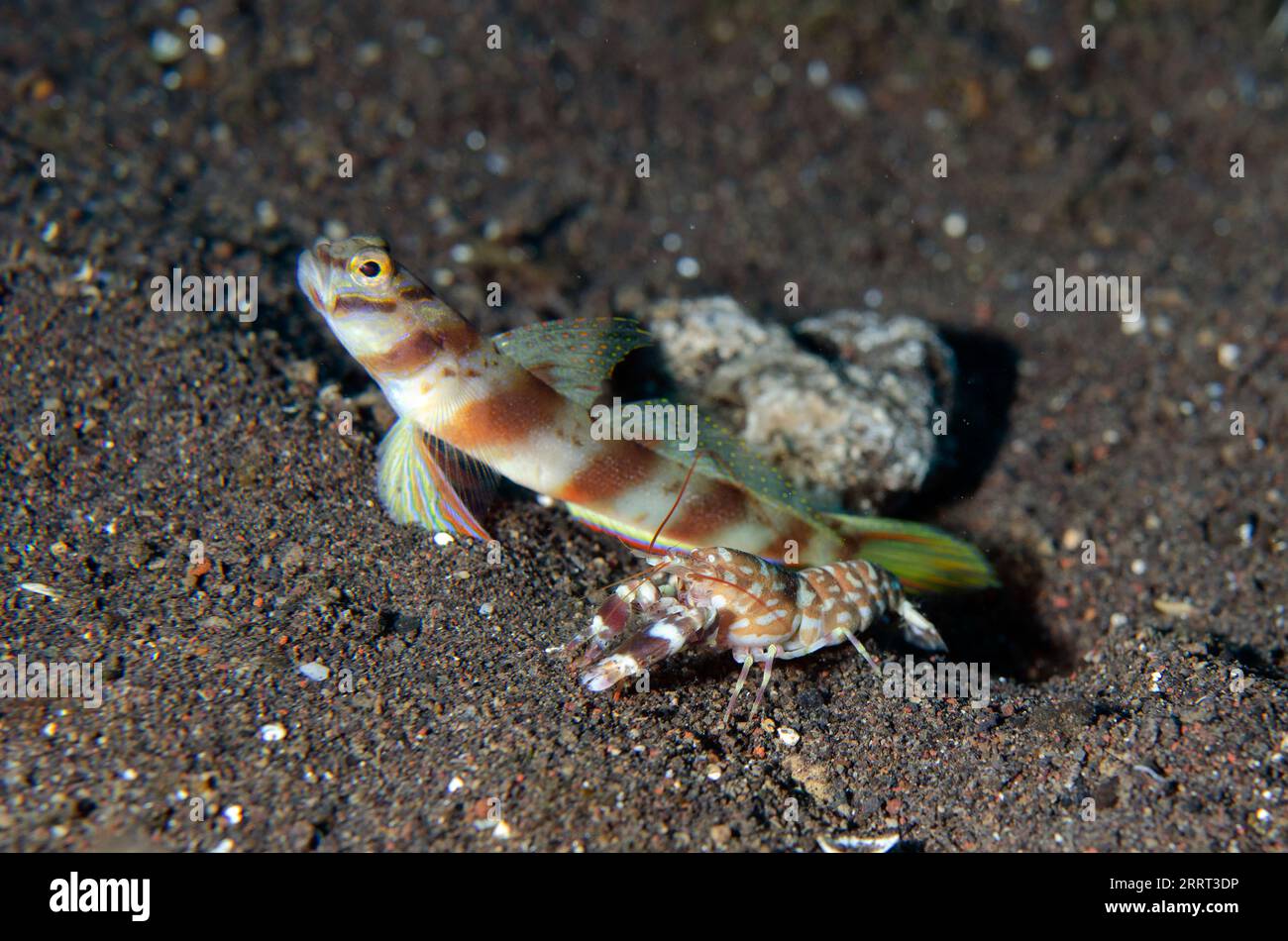 Slantbar Shrimpgoby, Amblyeleotris diagonalis, with Tiger Snapping Shrimp, Alpheus bellulus, Batu Belah dive site, Seraya, Karangasem, Bali, Indonesia Stock Photo