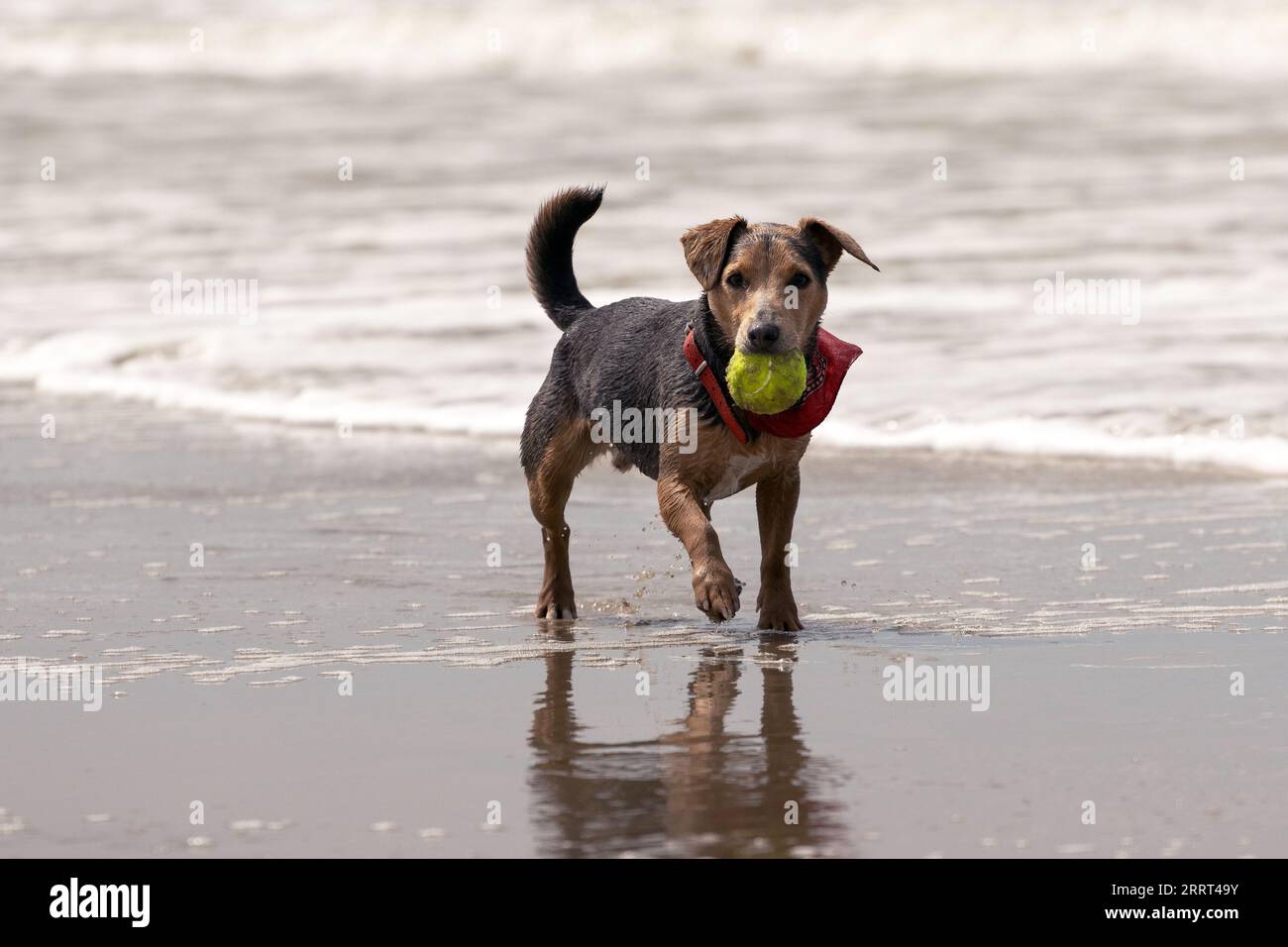 Little dog on the beach with a tennis ball in his mouth Stock Photo
