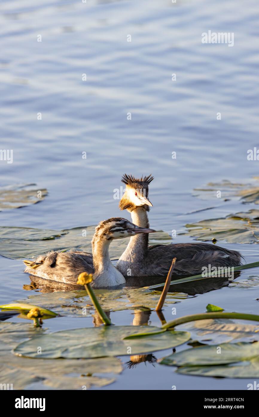 great crested grebe with young animal in the pond Stock Photo