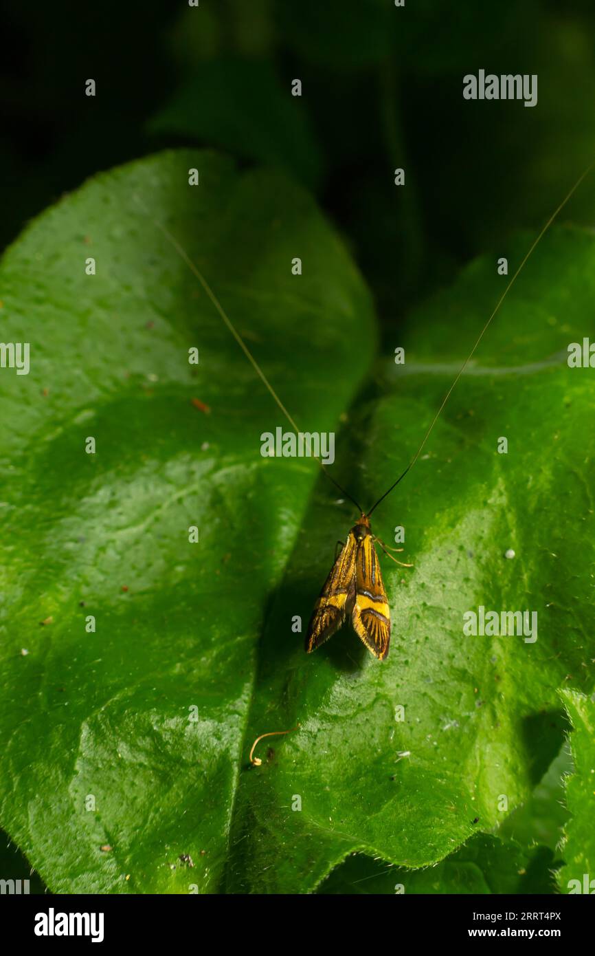 Close-up image of a long-legged butterfly, Nemophora degeerella. Green leaf. Stock Photo