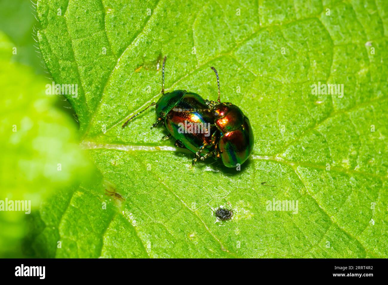 two shiny leaf beetles with rainbow colors during insect mating, chrysolina fastuosa. Stock Photo