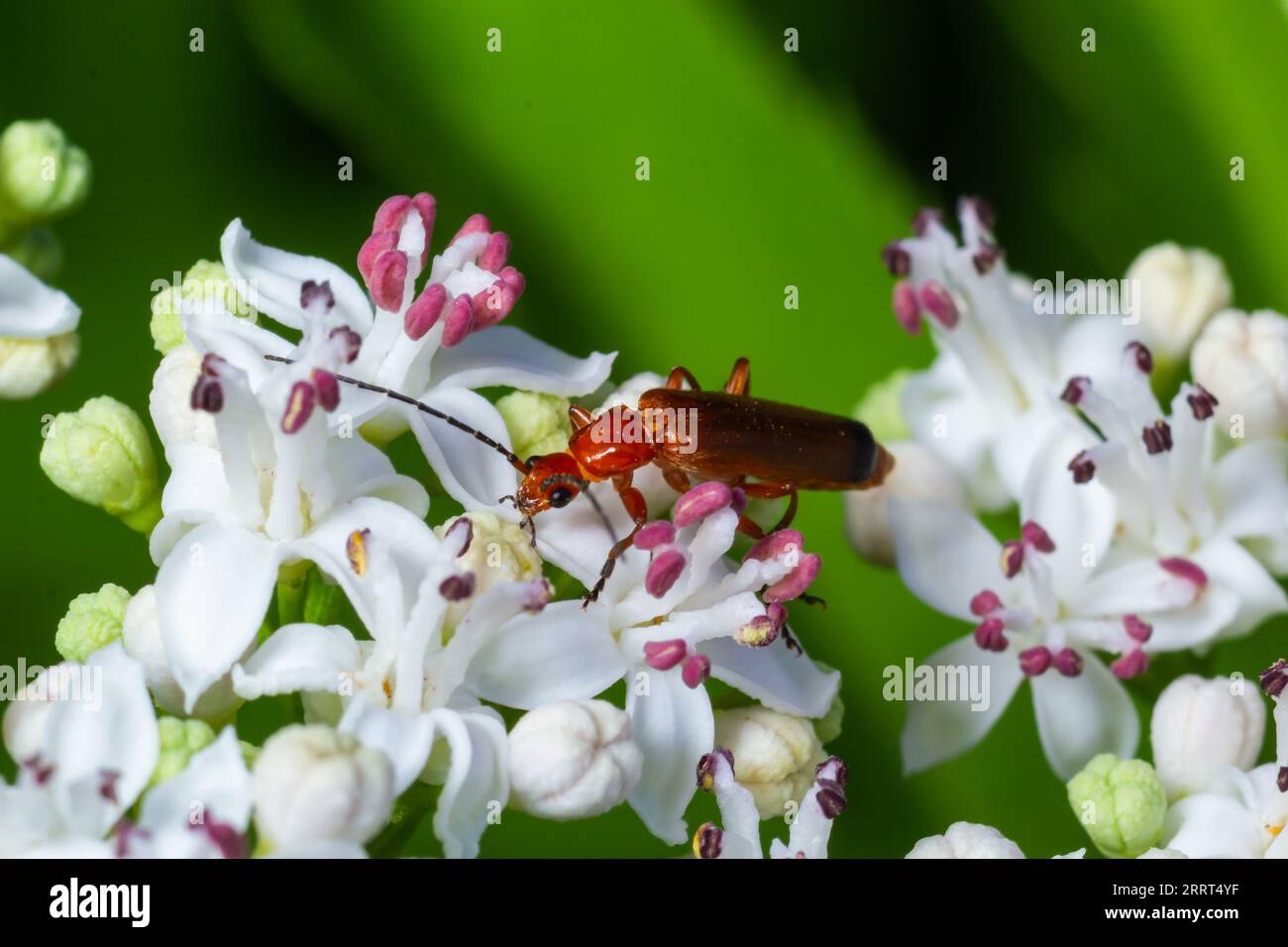 The common red soldier beetle Rhagonycha fulva, also misleadingly known