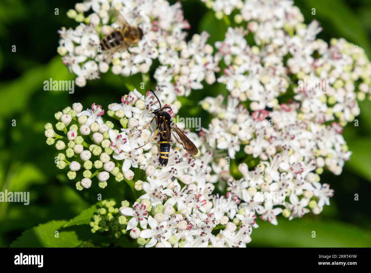 Paranthrene tabaniformis on elder flower close-up. In the natural environment, near the forest in summer. Stock Photo
