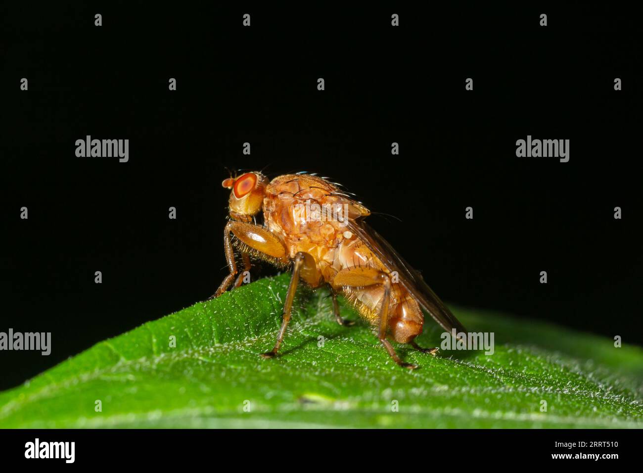 Budrock hi-res stock photography and images - Alamy Budrock hi-res stock photography and images - Alamy