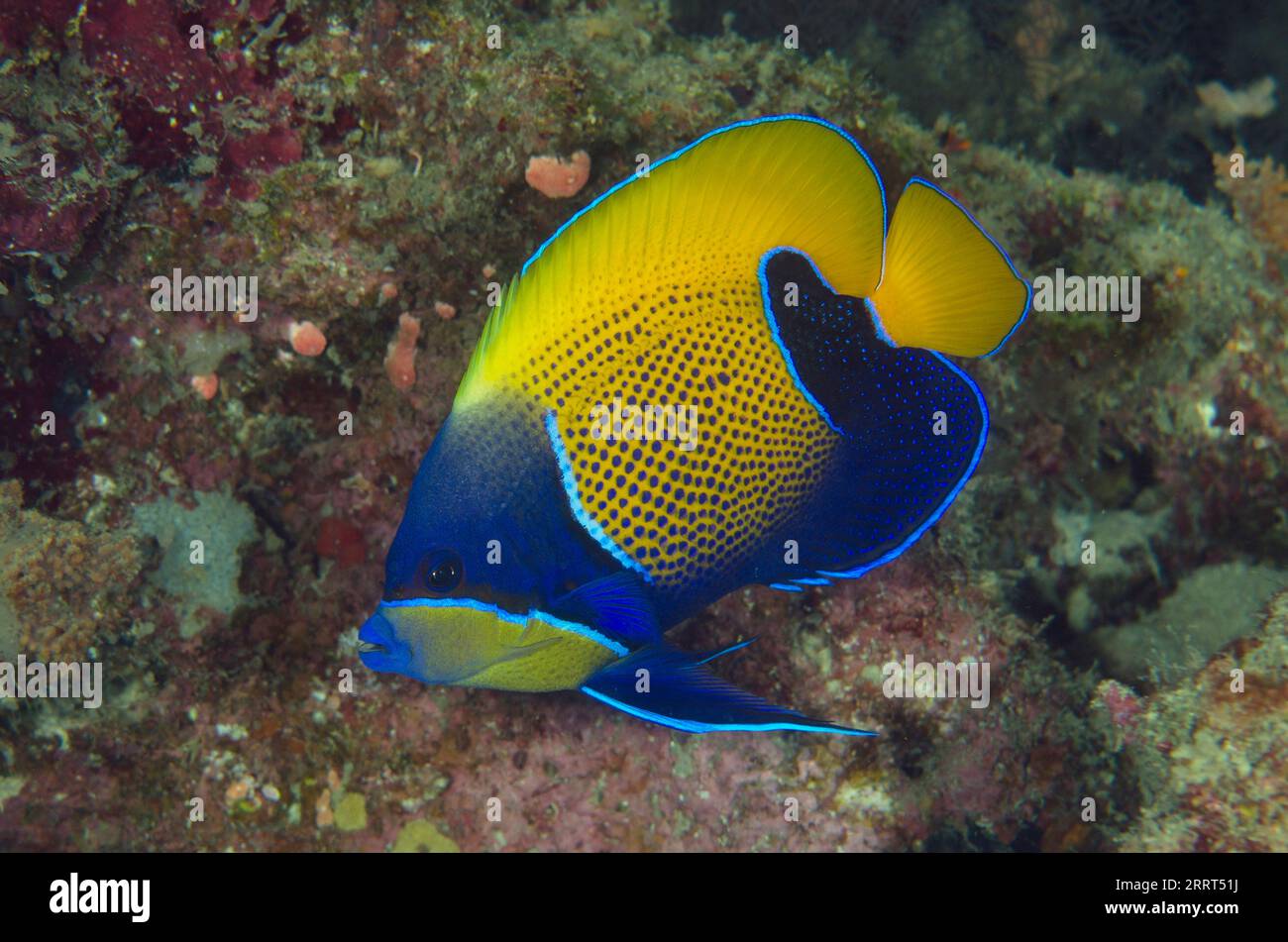 Blue-girdled Angelfish, Pomacanthus navarchus, Post dive site, Menjangan Island, Bali, Indonesia Stock Photo
