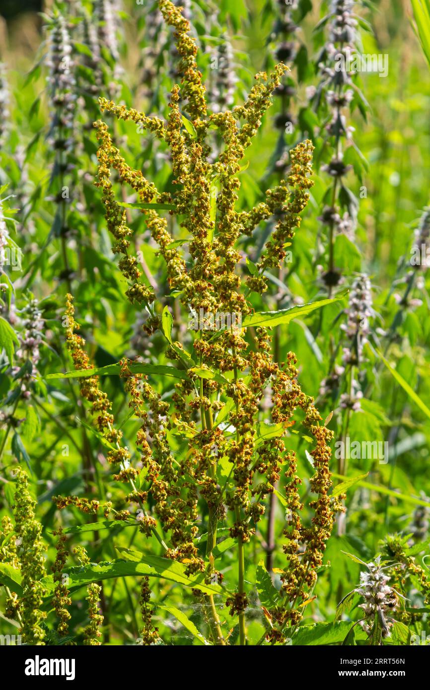 Closeup detail of Rumex Crispus Flower under the warm summer sun. Stock Photo