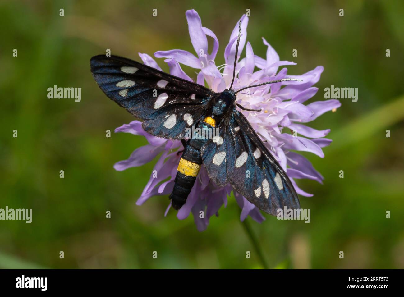 Nine-spotted moth or yellow belted burnet, Amata phegea, formerly Syntomis phegea, macro in weed, selective focus, shallow DOF Stock Photo