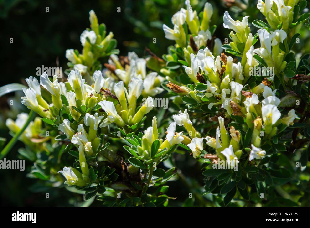 In the spring Chamaecytisus ruthenicus blooms in the wild. Stock Photo
