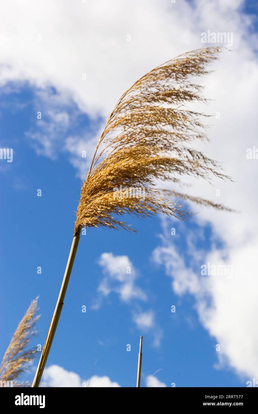 Phragmites australis leaves and flowers close to the lake in autumn are moved by the wind. Stock Photo